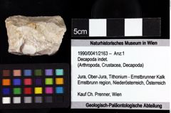 Foto (Objket + Etiketten) von Decapoda indet. 